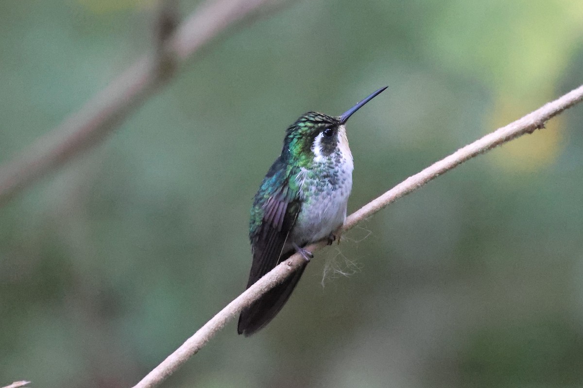 Green-breasted Mountain-gem - ML617614629