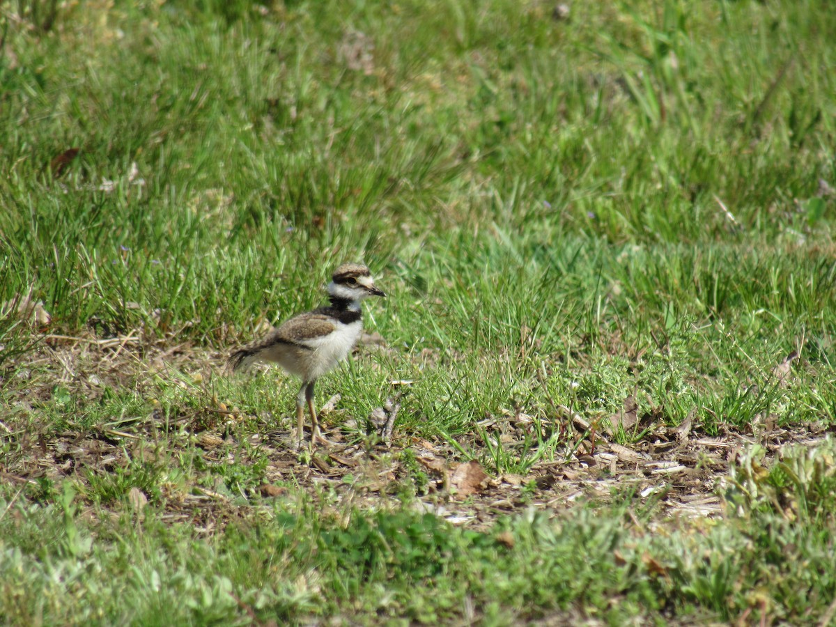 Killdeer - ML617614632