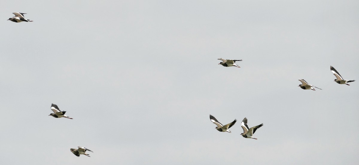 Crowned Lapwing - ML617614636