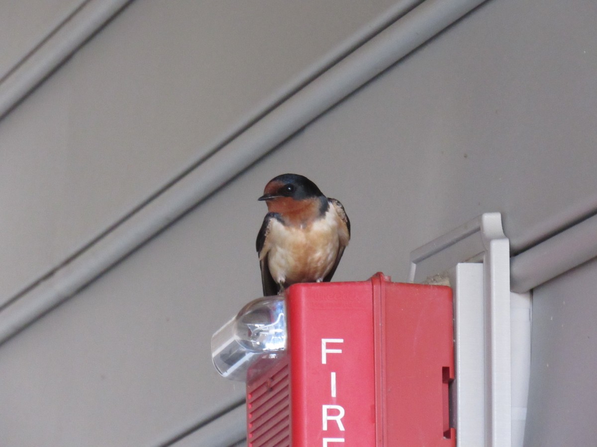 Barn Swallow - ML617614649