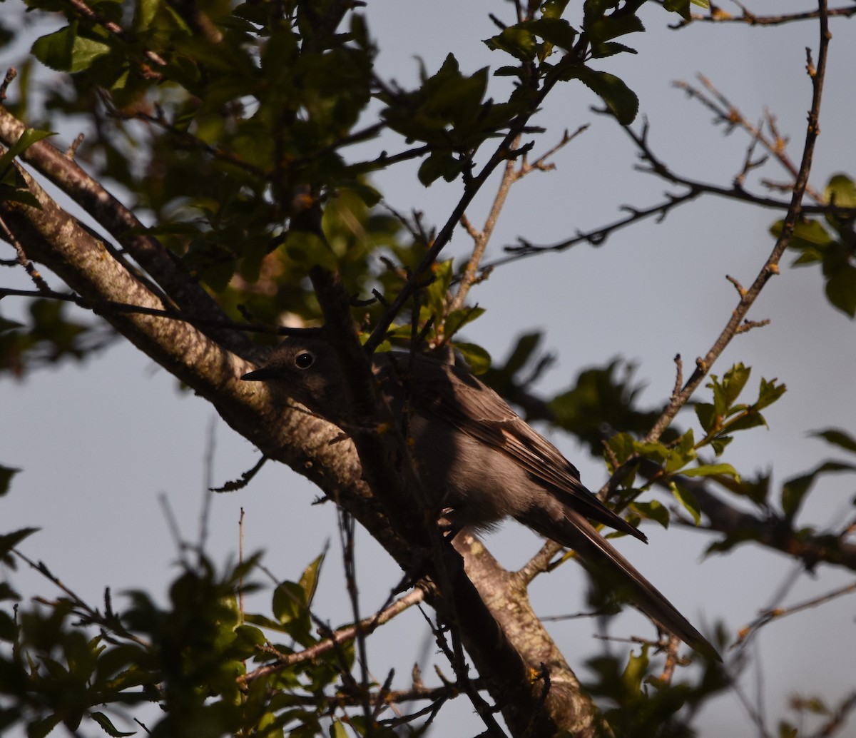 Townsend's Solitaire - ML617614652