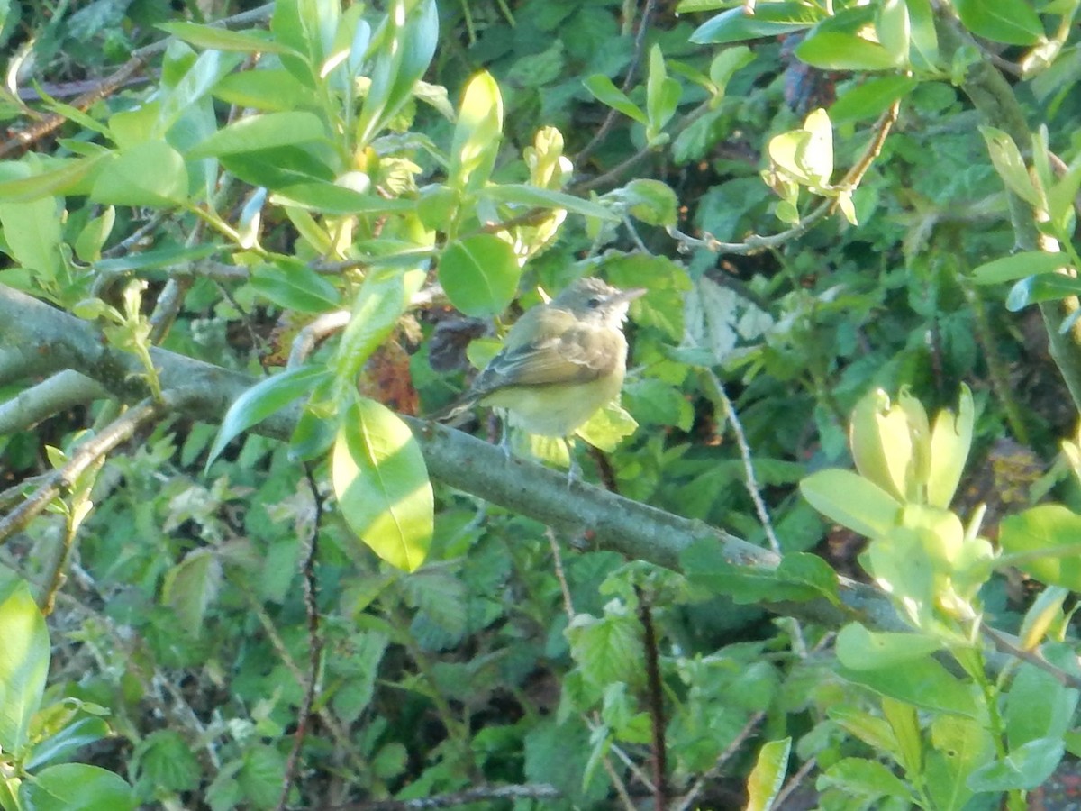 Vireo de Bell (bellii/medius) - ML617614658