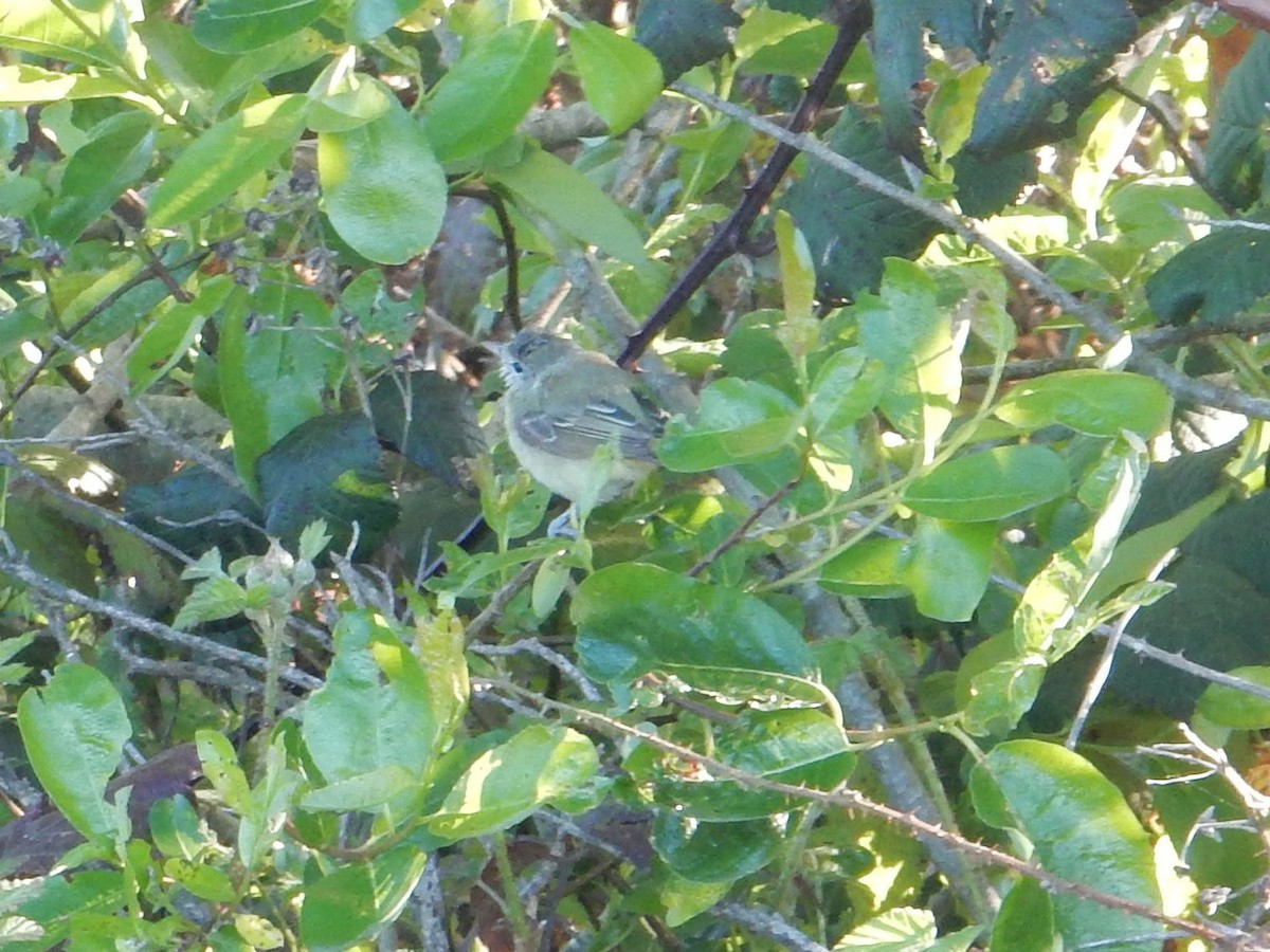 Bell's Vireo (Eastern) - ML617614659