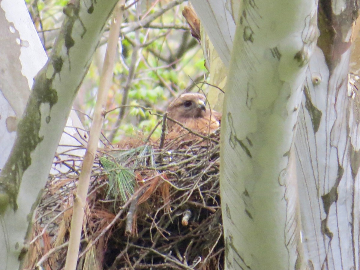 Red-shouldered Hawk - ML617614678