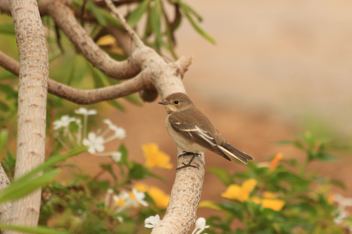 European Pied Flycatcher - ML617614683