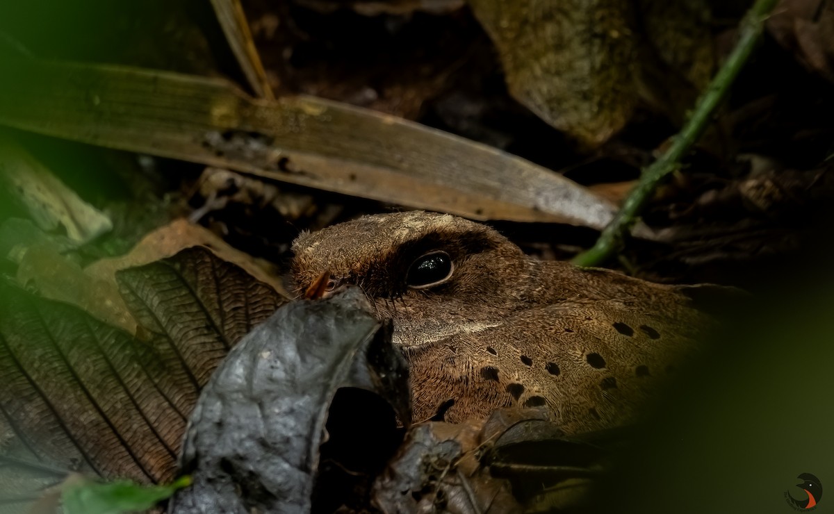 Ocellated Poorwill - ML617614738