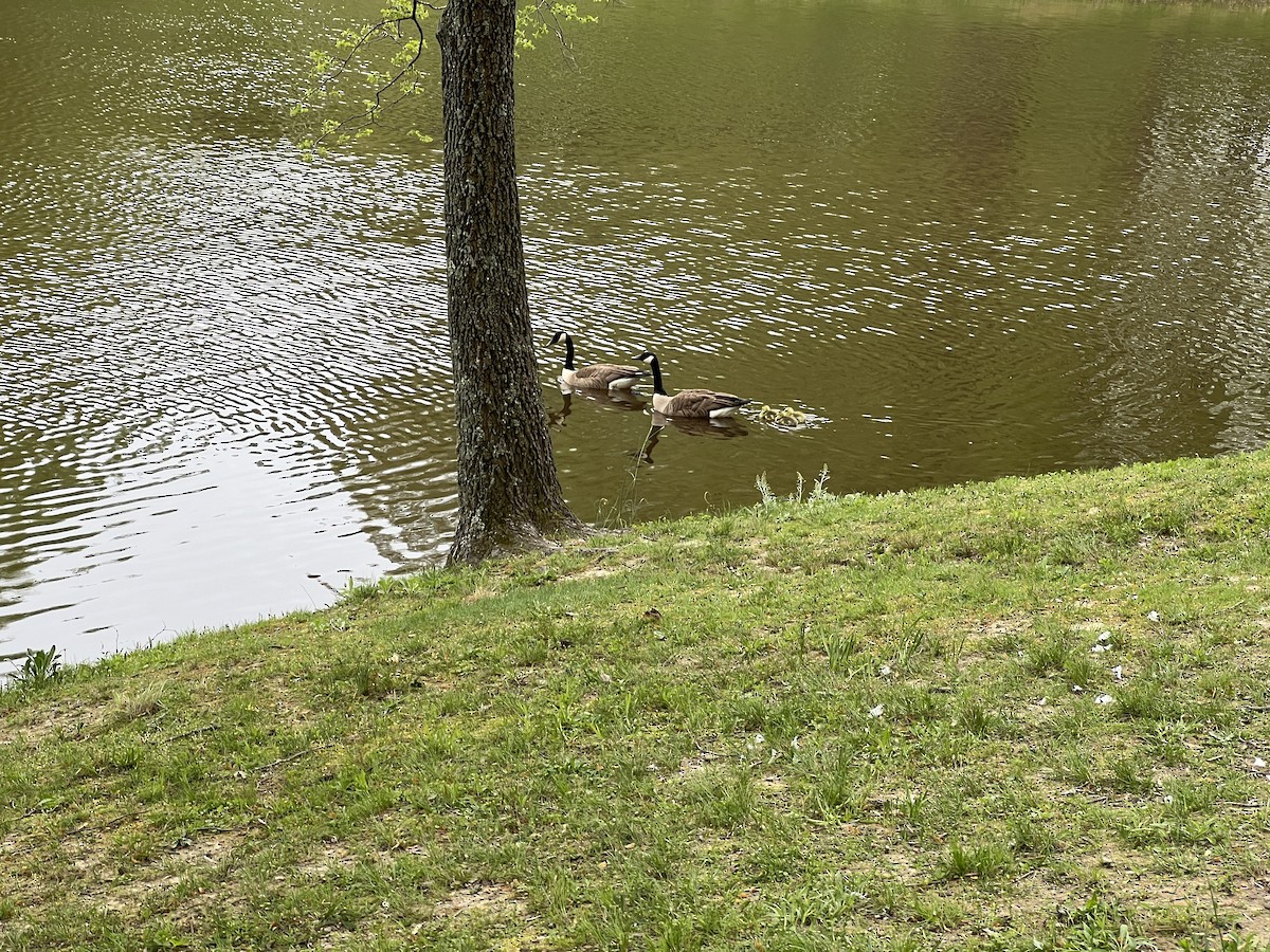 Canada Goose - ML617614795