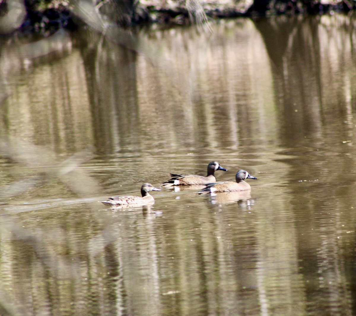 Blue-winged Teal - ML617614817