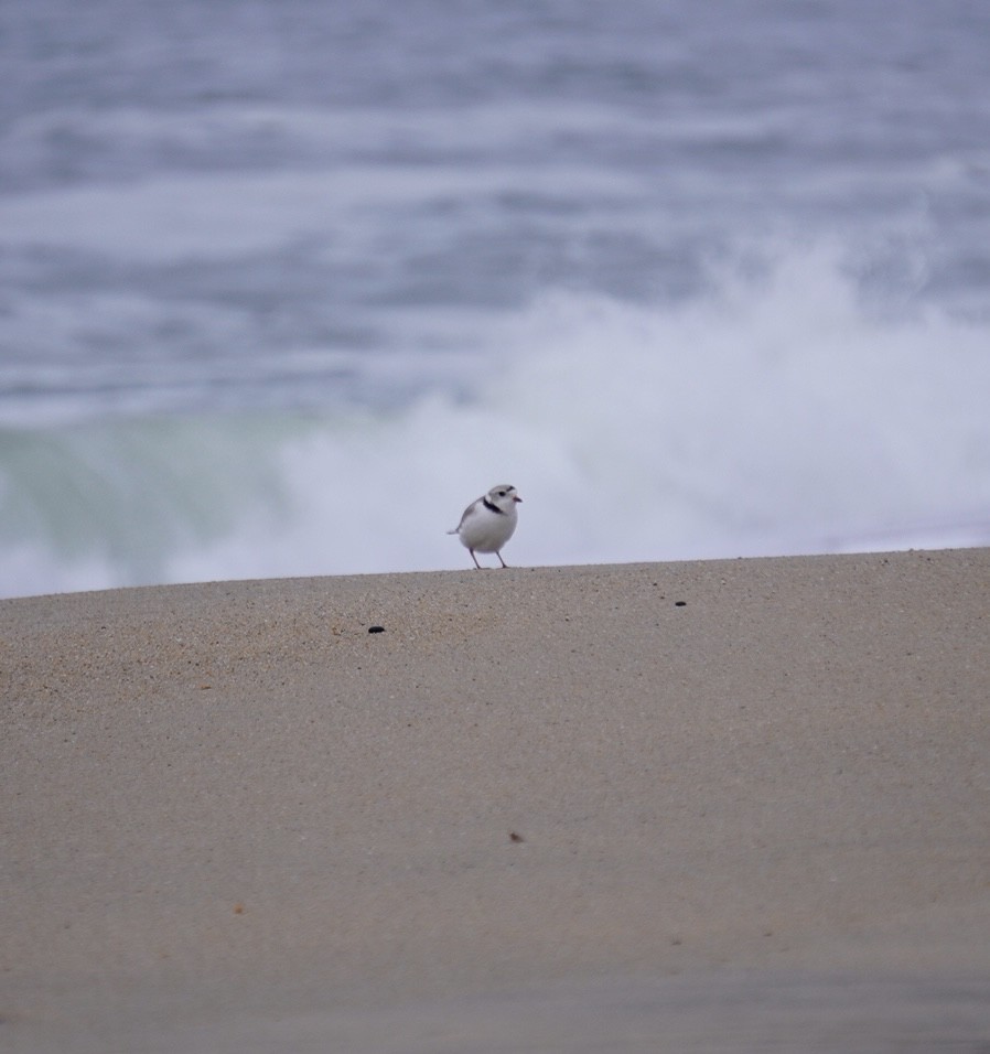 Piping Plover - Rachel Orlando