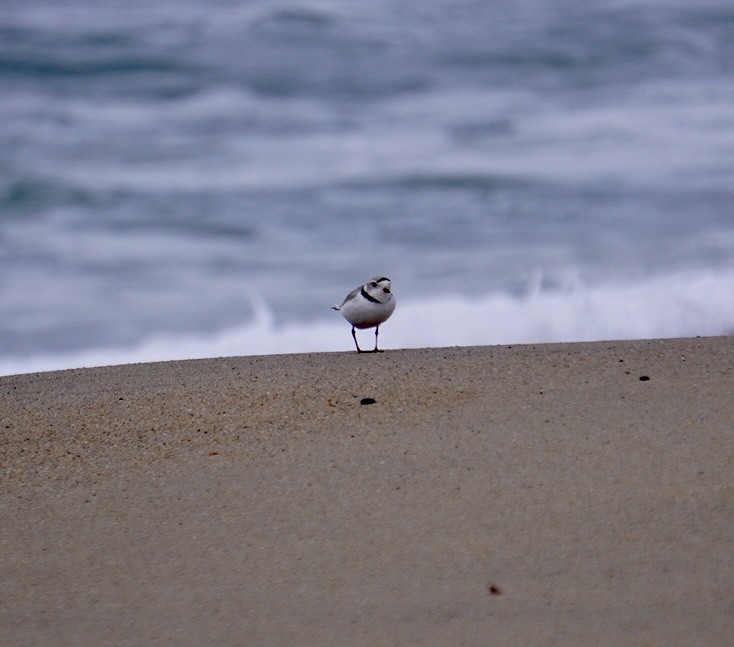 Piping Plover - Rachel Orlando