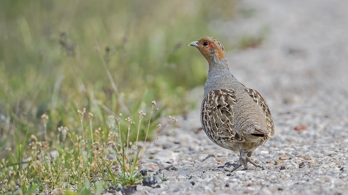 Gray Partridge - ML617614891