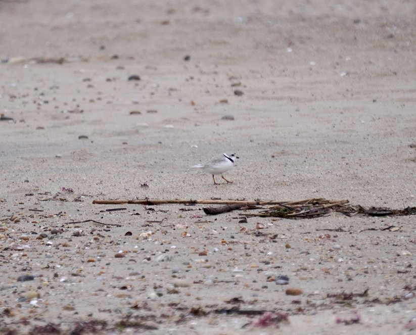 Piping Plover - Rachel Orlando