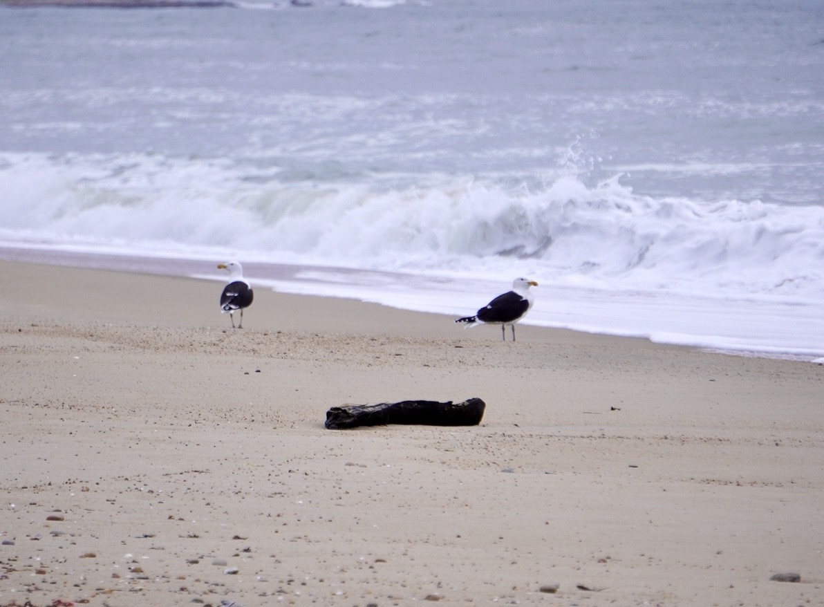 Great Black-backed Gull - ML617615013