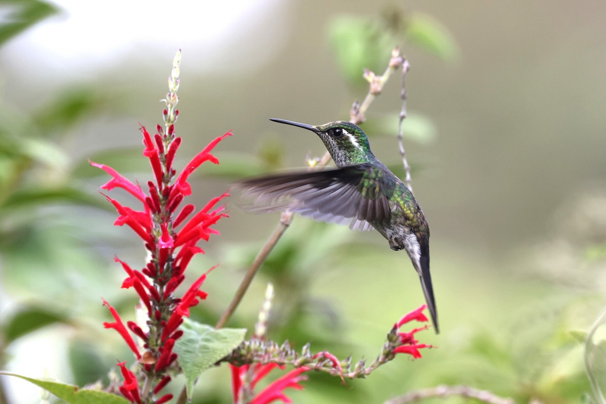 Green-breasted Mountain-gem - ML617615037