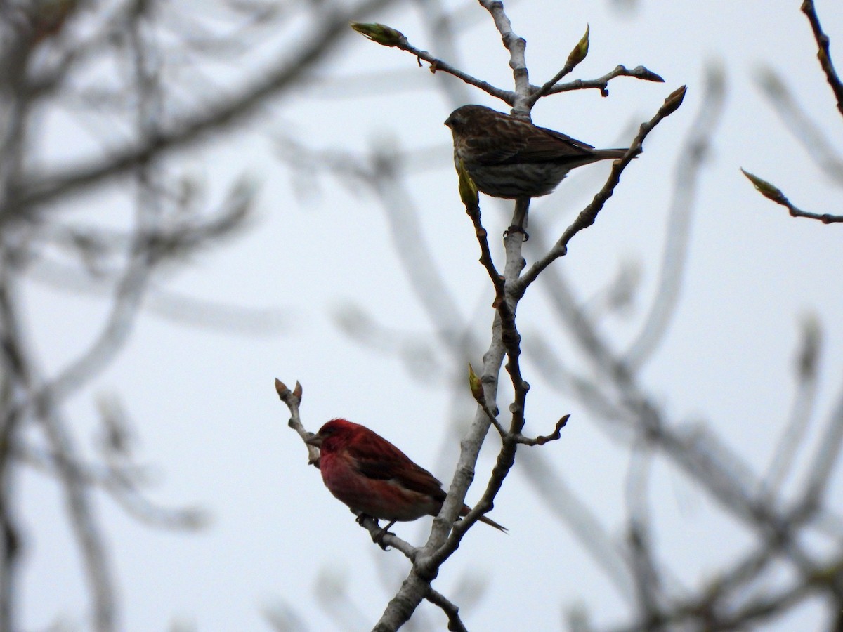 Purple Finch - ML617615051