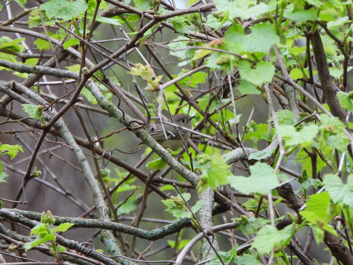 Ruby-crowned Kinglet - Rick Luehrs