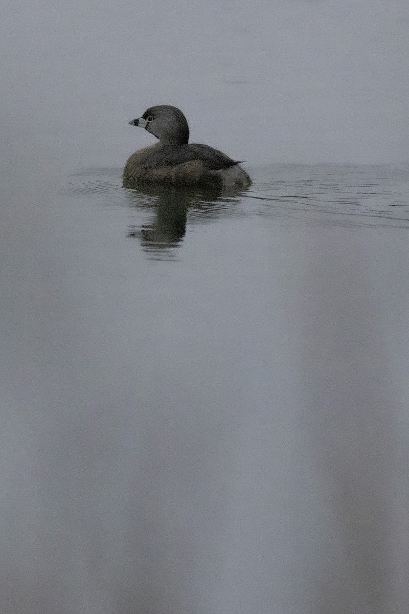 Pied-billed Grebe - ML617615074