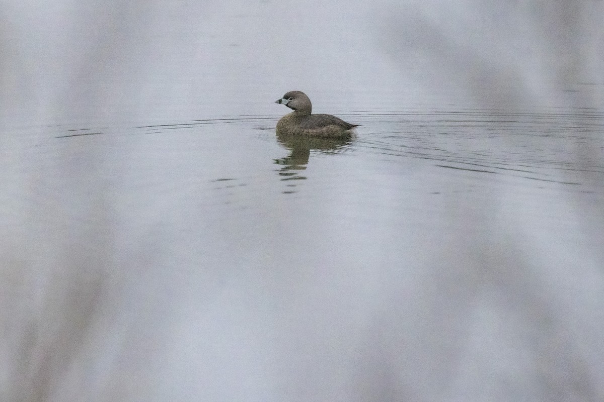 Pied-billed Grebe - ML617615075