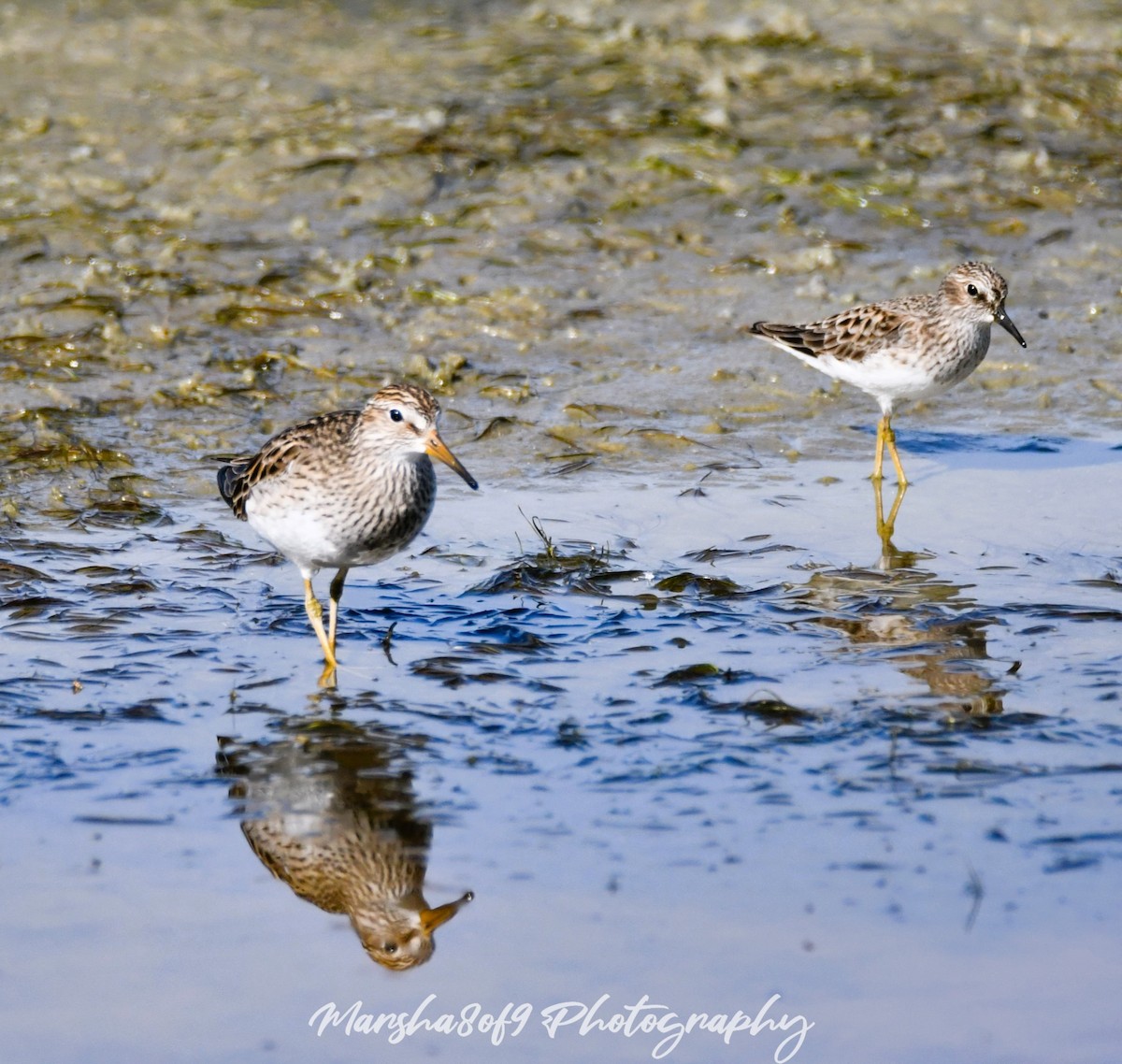 Graubrust-Strandläufer - ML617615078