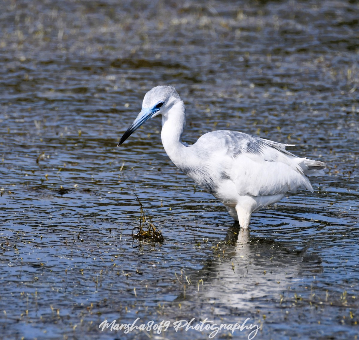 Aigrette bleue - ML617615089