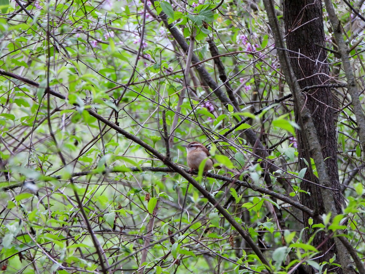 Carolina Wren - Rick Luehrs