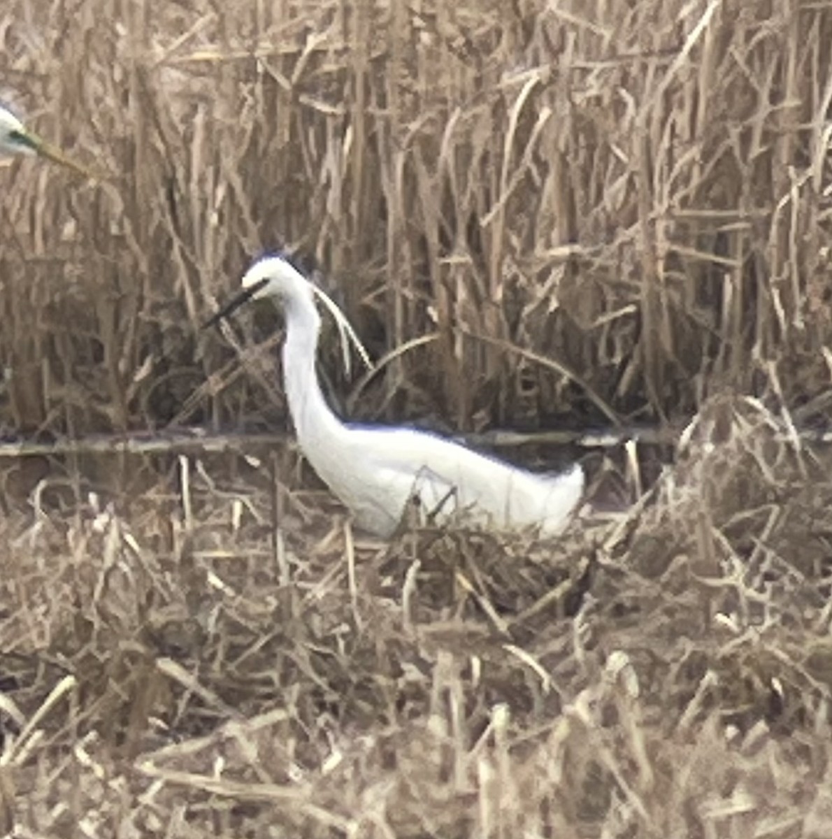 Snowy x Little Egret (hybrid) - ML617615166