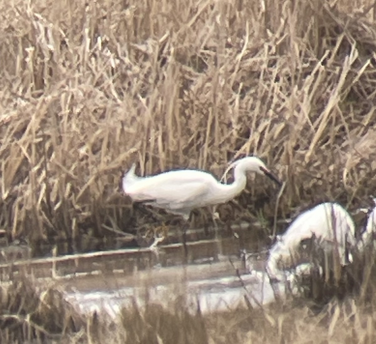 Snowy x Little Egret (hybrid) - Nathan Hall