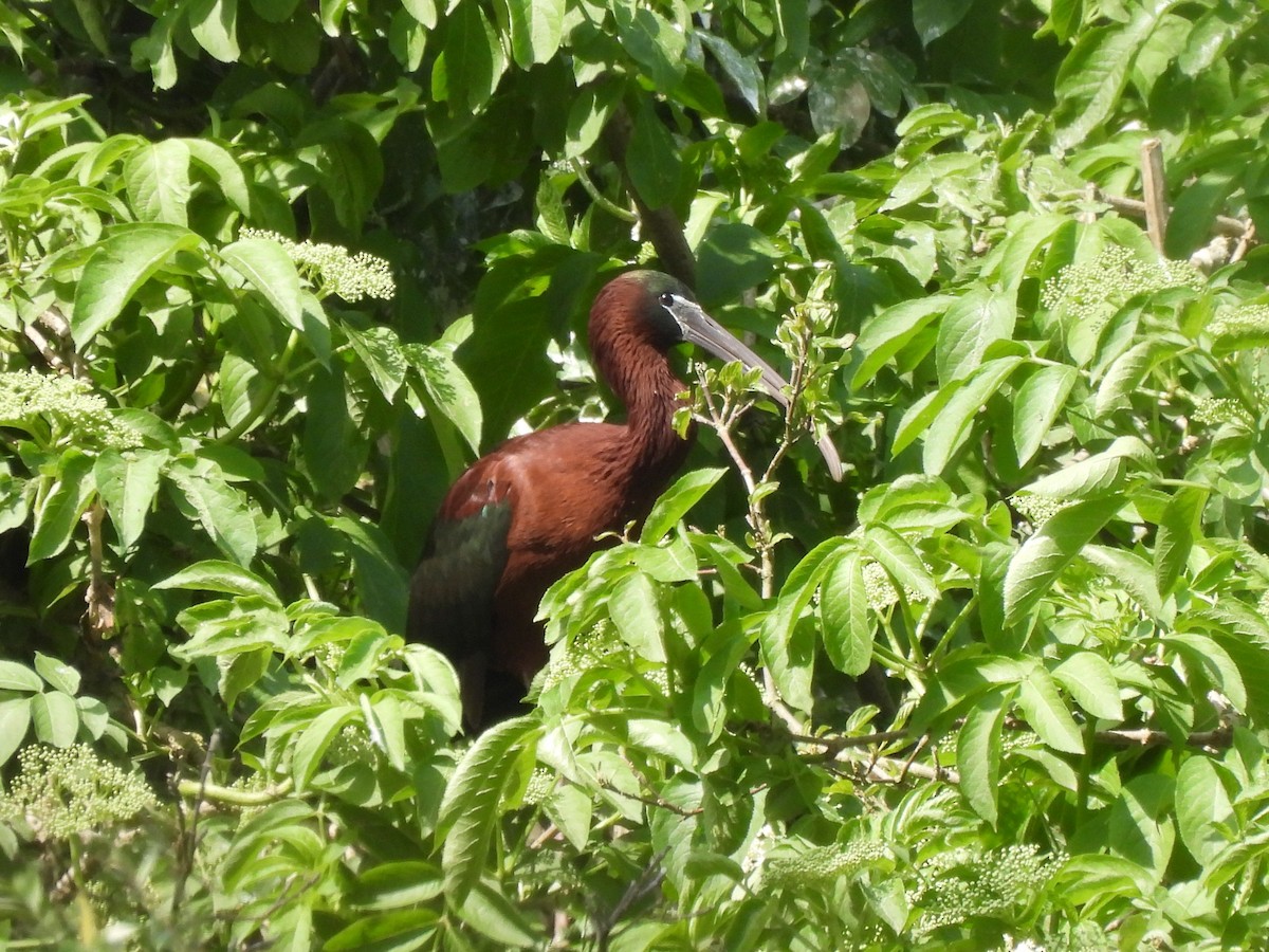 Glossy Ibis - Niccolò Fagotto