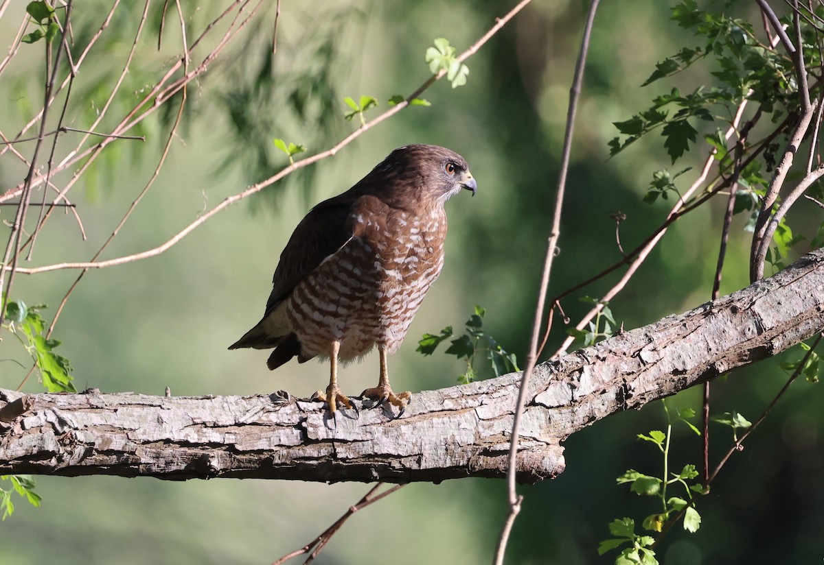 Broad-winged Hawk - ML617615239