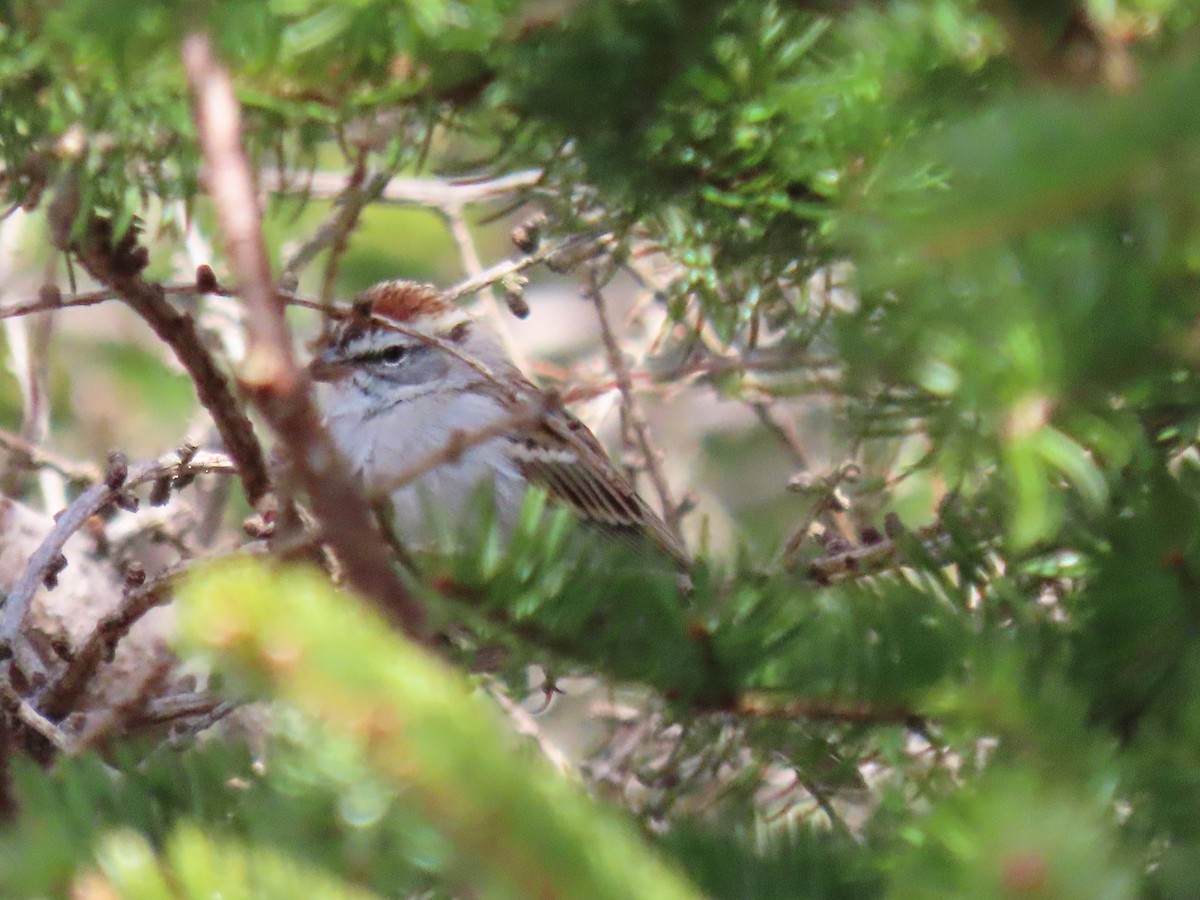 Chipping Sparrow - ML617615287