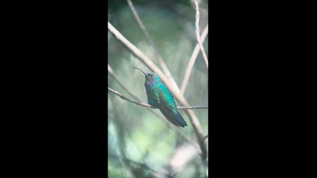 Colibrí de Santa Marta - ML617615295