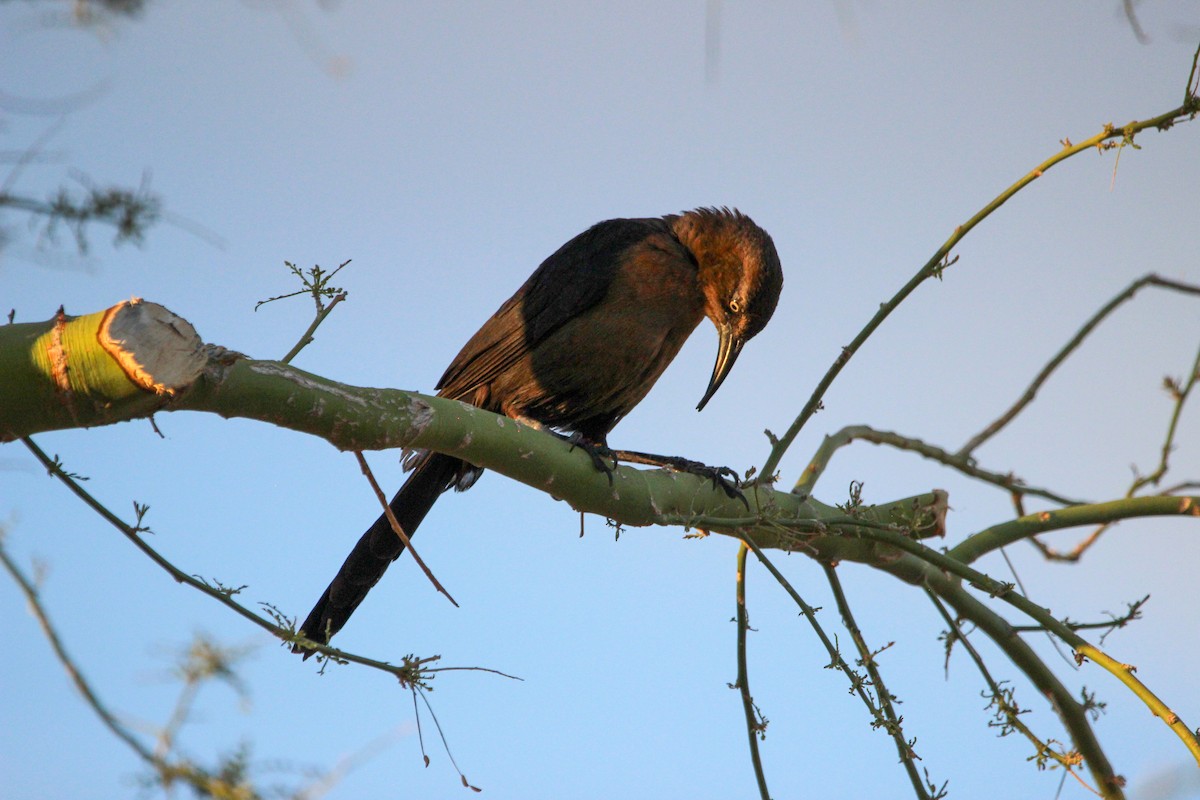 Great-tailed Grackle - ML617615312