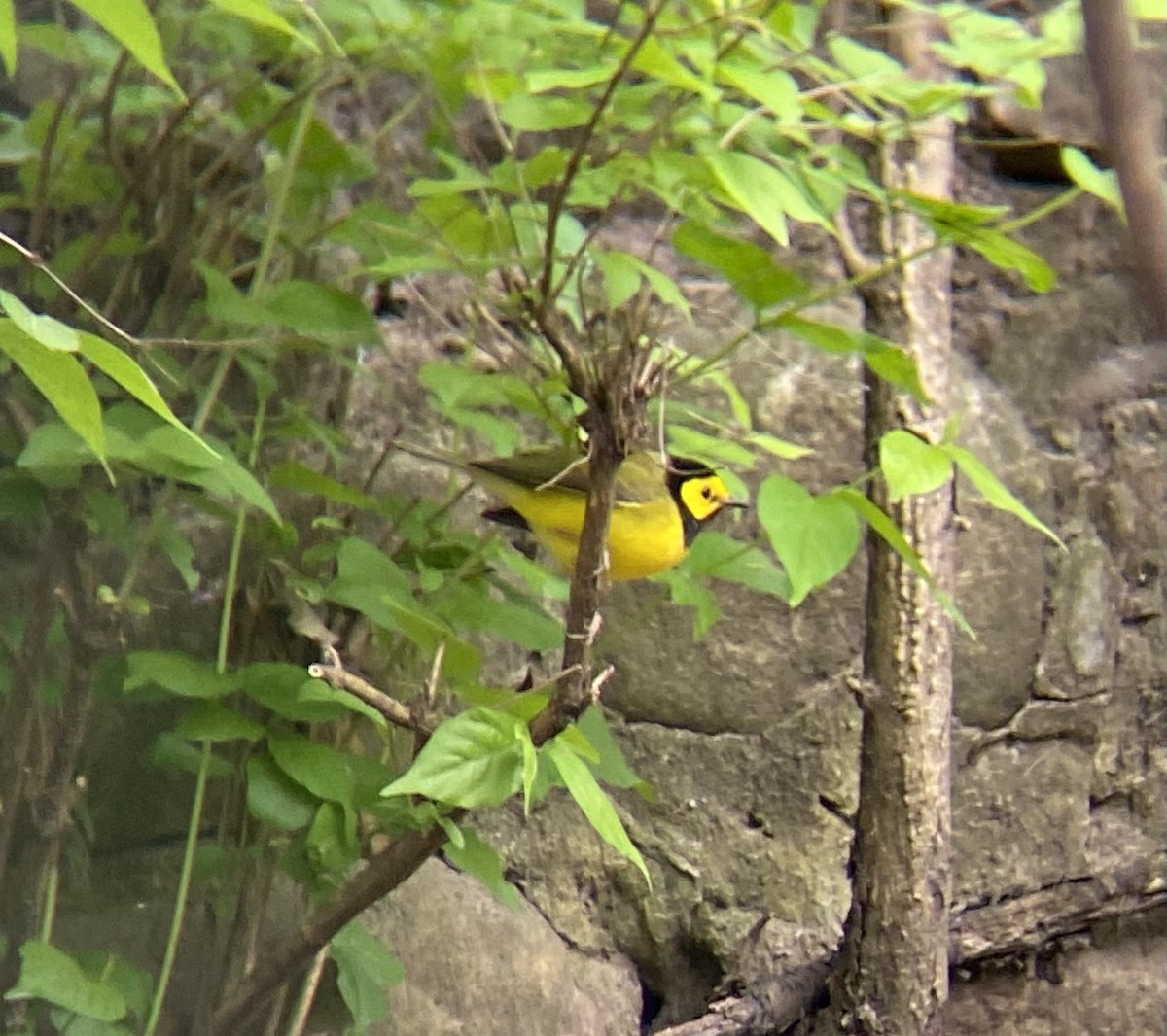 Hooded Warbler - Michael Onel