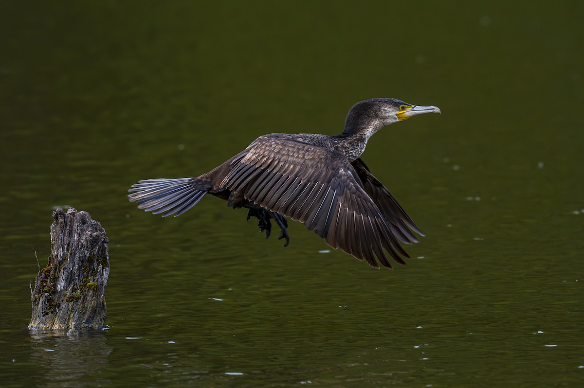 Great Cormorant - ML617615357