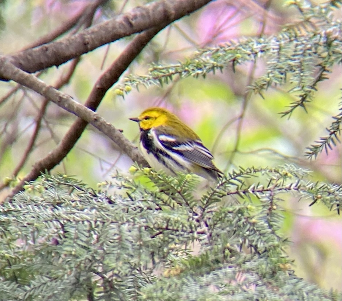 Black-throated Green Warbler - ML617615368