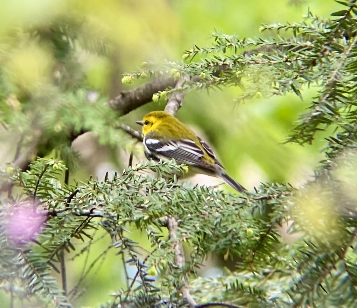 Black-throated Green Warbler - ML617615372