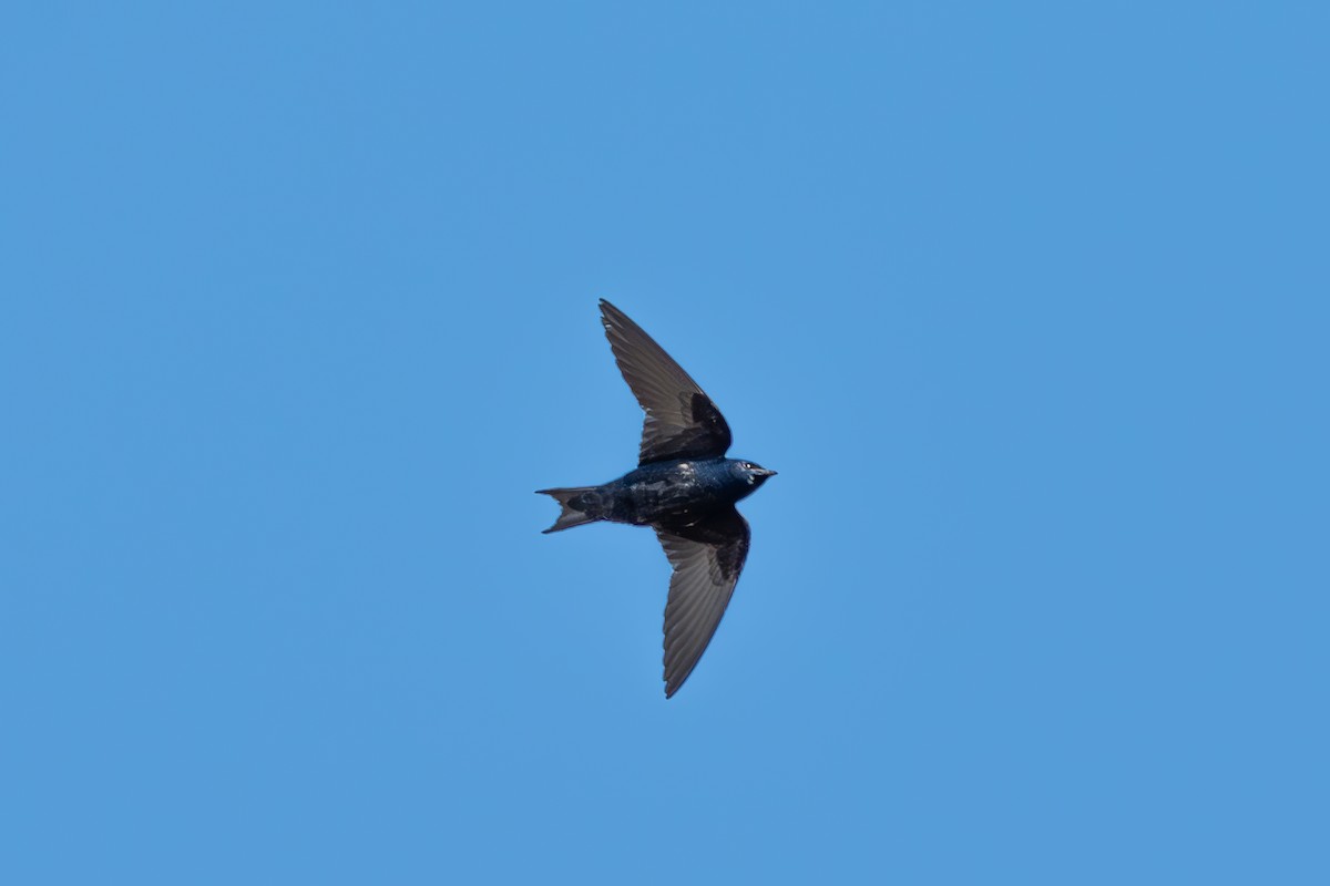 Purple Martin - ML617615384