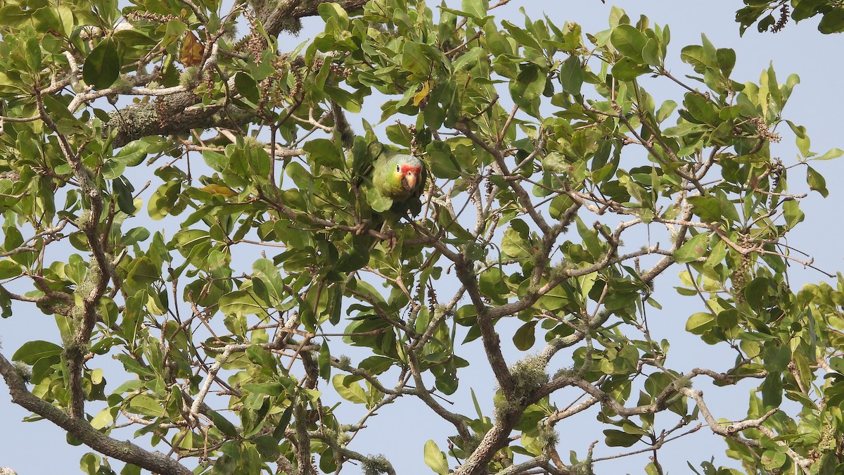 Red-lored Parrot - ML617615422