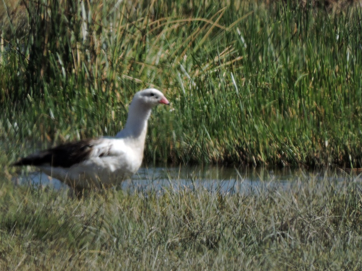 Andean Goose - ML617615427