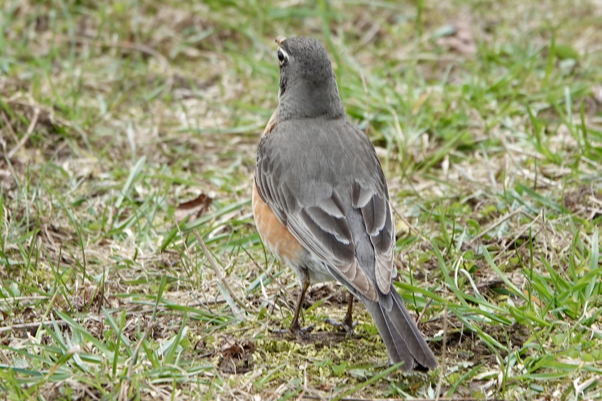 American Robin - ML617615453