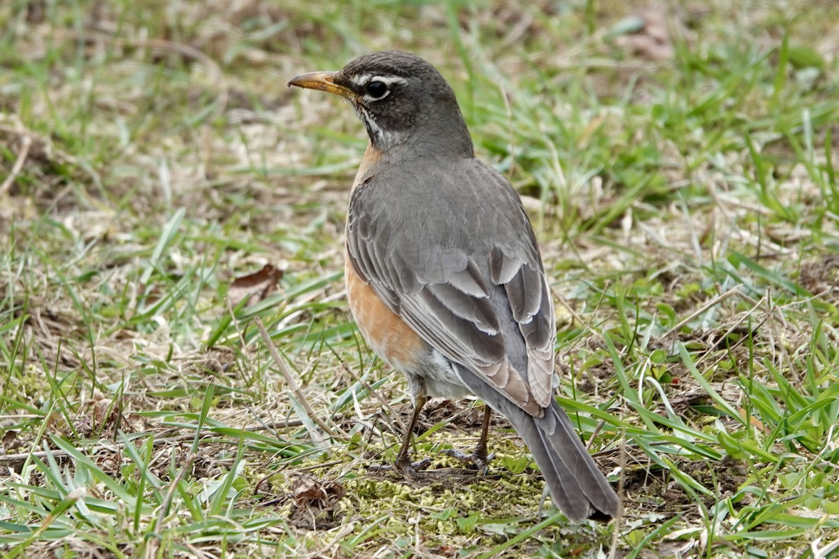 American Robin - ML617615456