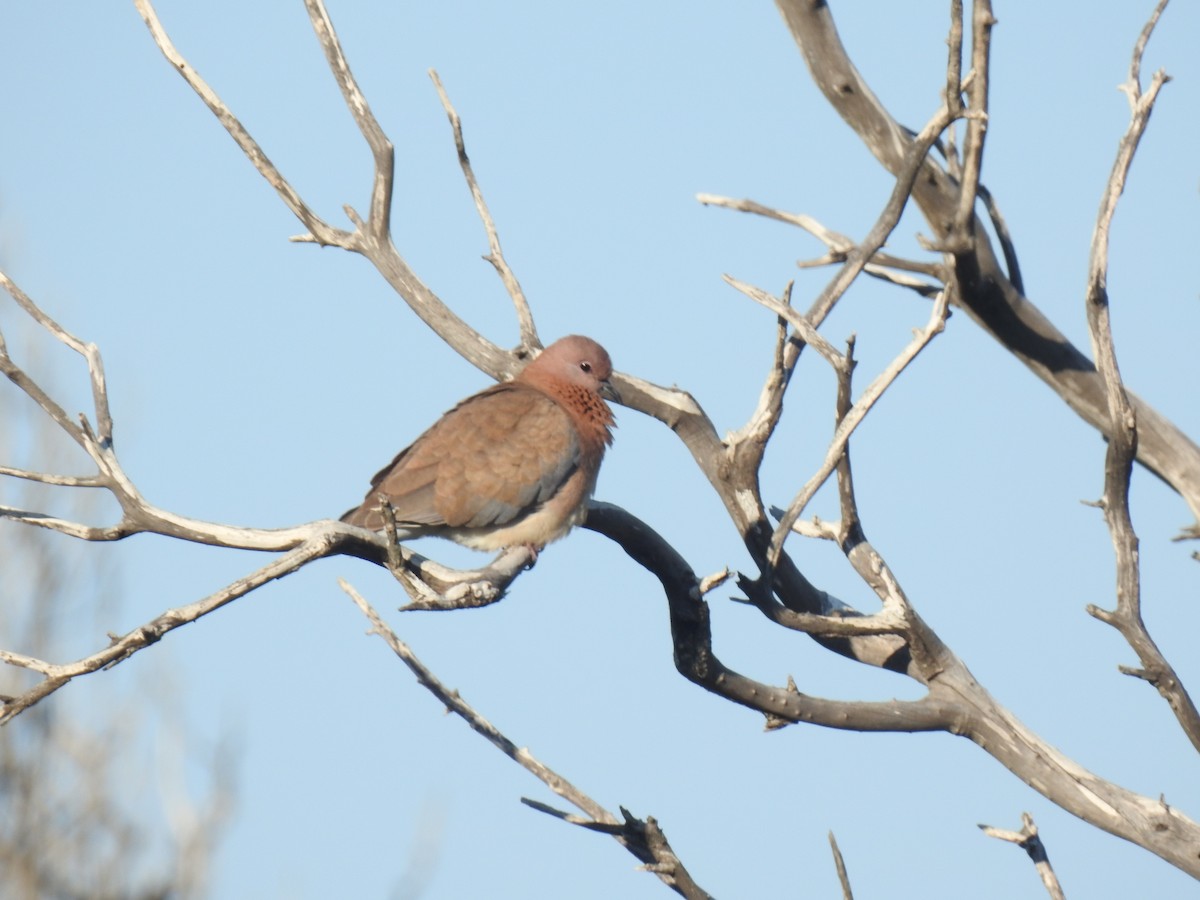 Laughing Dove - ML617615468