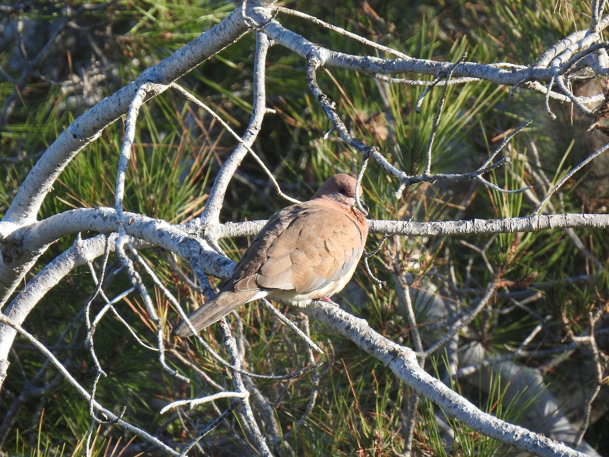 Laughing Dove - ML617615470