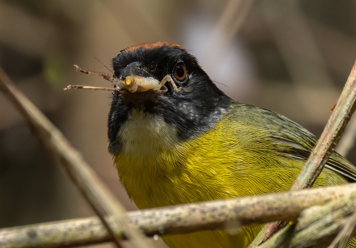 Moustached Brushfinch (Moustached) - Lars Petersson | My World of Bird Photography