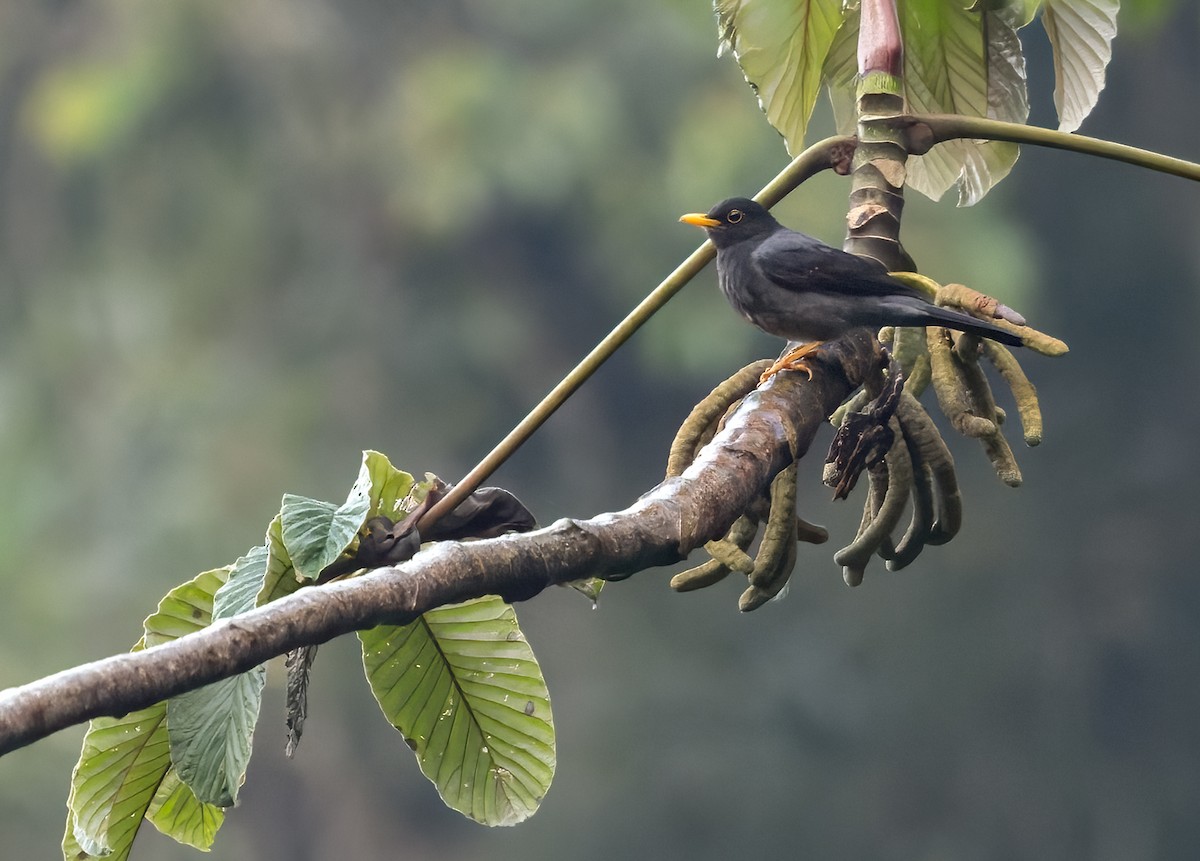 Yellow-legged Thrush - ML617615505