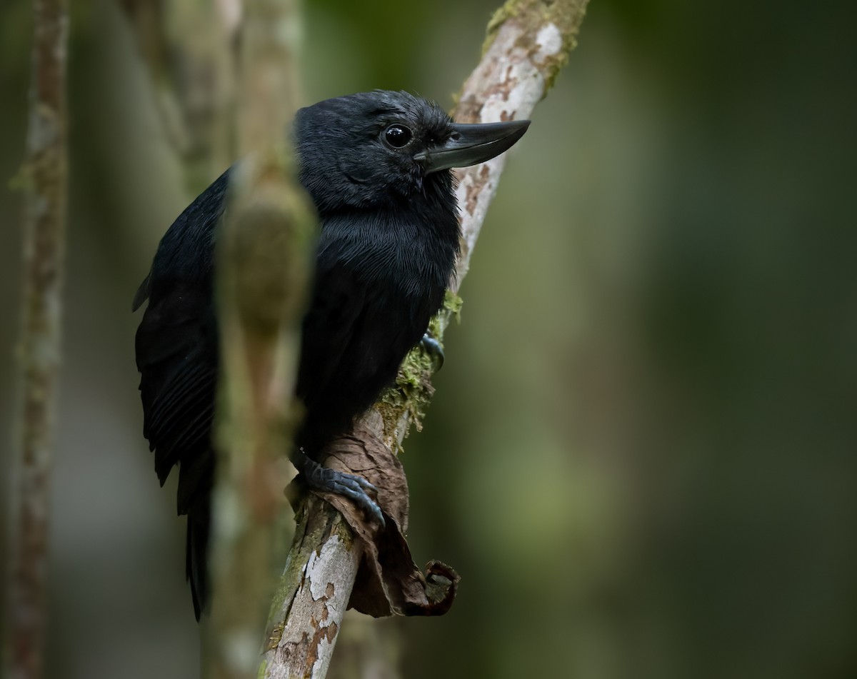 Recurve-billed Bushbird - Lars Petersson | My World of Bird Photography