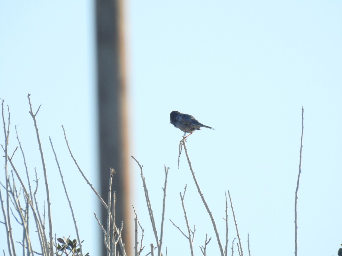 Cyprus Warbler - ML617615555