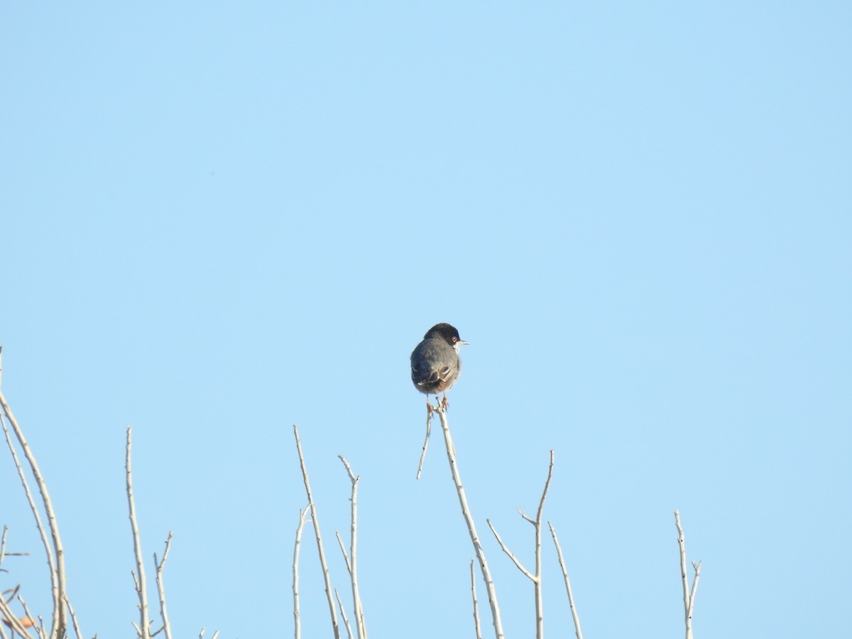 Cyprus Warbler - ML617615559