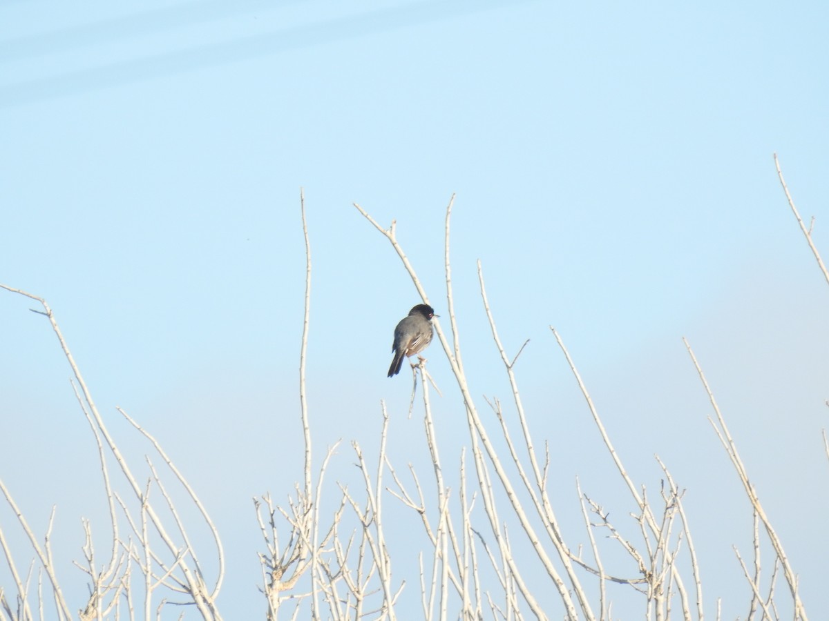 Cyprus Warbler - ML617615560