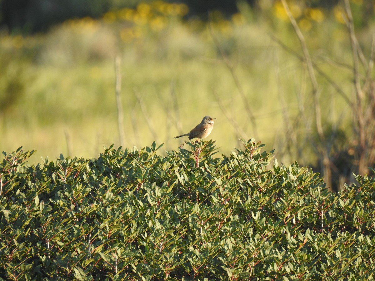 Spectacled Warbler - ML617615566